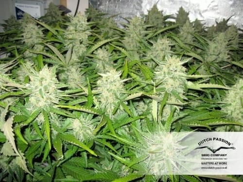 showing Outdoor – Auto-Flowering – Female seeds – image 21 – Seed City
