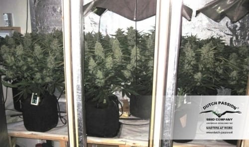 Image 22 of Think Different Auto cannabis by Dutch Passion Seeds – Outdoor – High Yielding – Auto-Flowering – Seed City