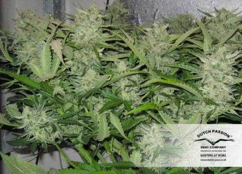 Think Different Auto by Dutch Passion Seeds – High Yielding – Outdoor – Female seeds – image 23 – Seed City