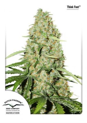 Feminized – Mostly Sativa – Large yield – Think Fast strain – image 1 – from Dutch Passion Seeds via Seed City