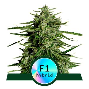 Titan F1 Auto from Royal Queen Seeds