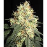 Tits Mc'Gee cannabis seeds – Excellent harvest potential – Orange – Regular – image 1 from Seed City