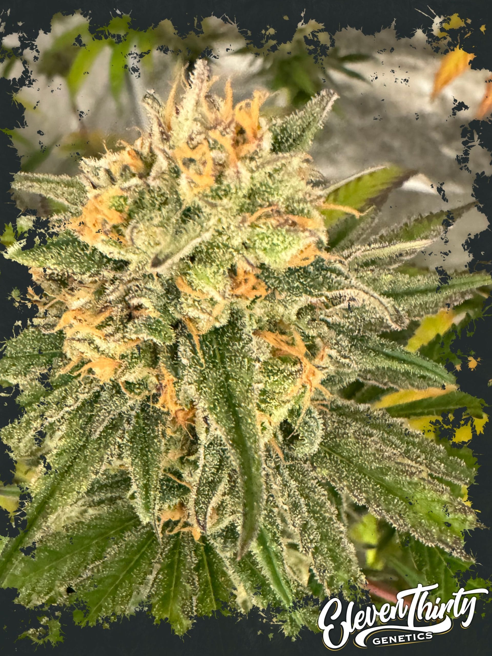 Toad Venom cannabis seeds – Feminized – Mostly Indica – 12/12 Photoperiod – image 1 from Seed City