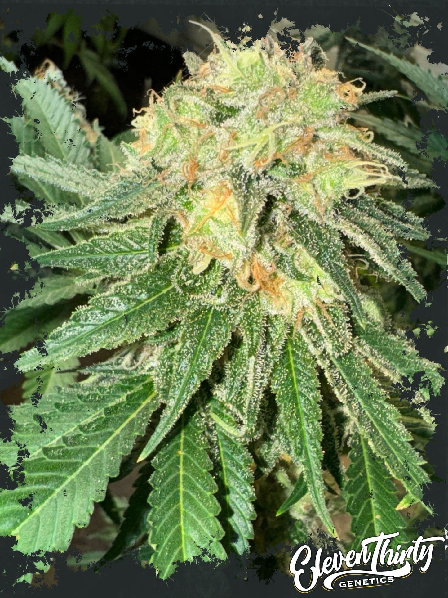 Toad Venom Auto cannabis seeds – Auto-Flowering – Super Strength – The End of October – image 1 from Seed City