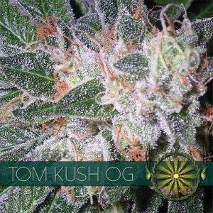 Indica Dominant – Feminized – Lemon – Tom Kush OG strain – image 1 – from Vision Seeds via Seed City