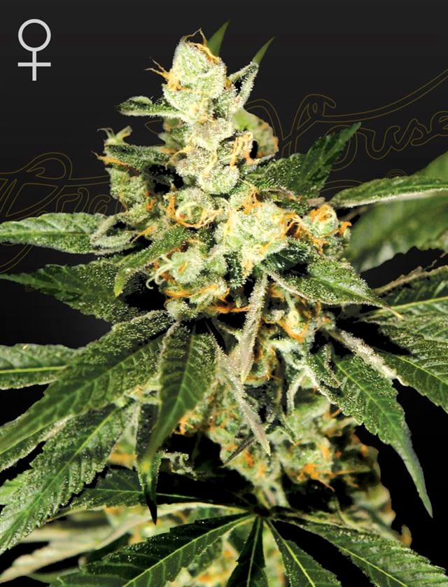 Train Wreck cannabis seeds – Creative – Super Strength – Guaranteed female plants – image 1 from Seed City