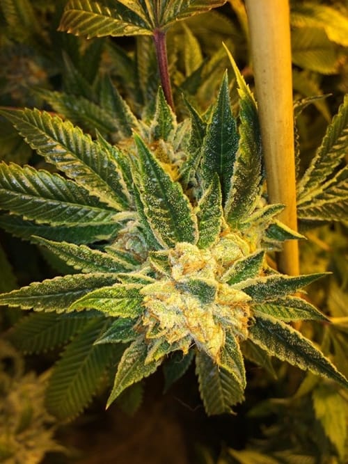 showing General Pain – Grapefruit – Super Strength – image 1 – Seed City