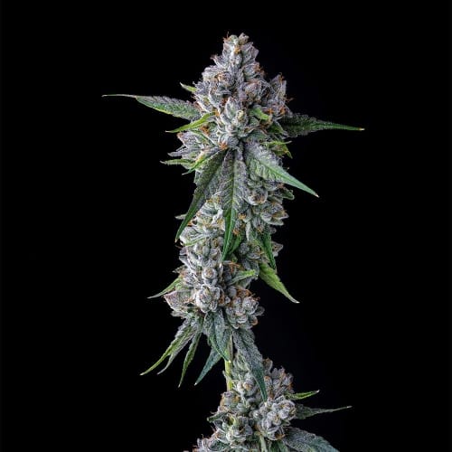 Image 3 of Trillianz cannabis by Compound Genetics – Feminized – Gassy – 12/12 Photoperiod – Seed City