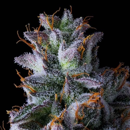 Trillianz cannabis seeds – Gassy – Super Strength – Feminized – image 4 from Seed City