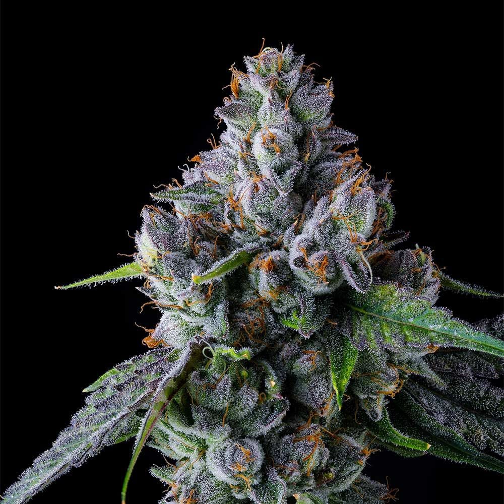 Trillianz cannabis seeds – Suited for indoor growing – Feminized – Super Strength – image 1 from Seed City