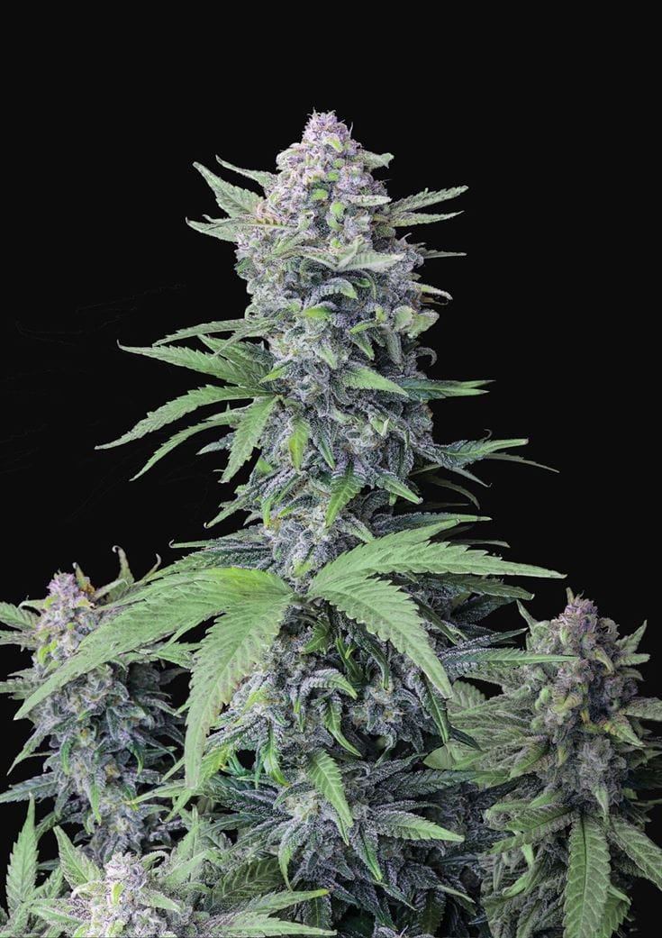 Image 1 of Tropicana Cookies Auto cannabis by FastBuds – Super Strength – Auto-Flowering – Mostly Indica – Seed City