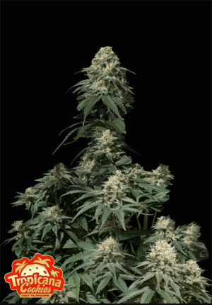 Tropicana Cookies Fast Flowering