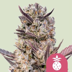 Tropicana Cookies Purple cannabis seeds – Berry – Super Strength – Indoor-friendly – image 1 from Seed City