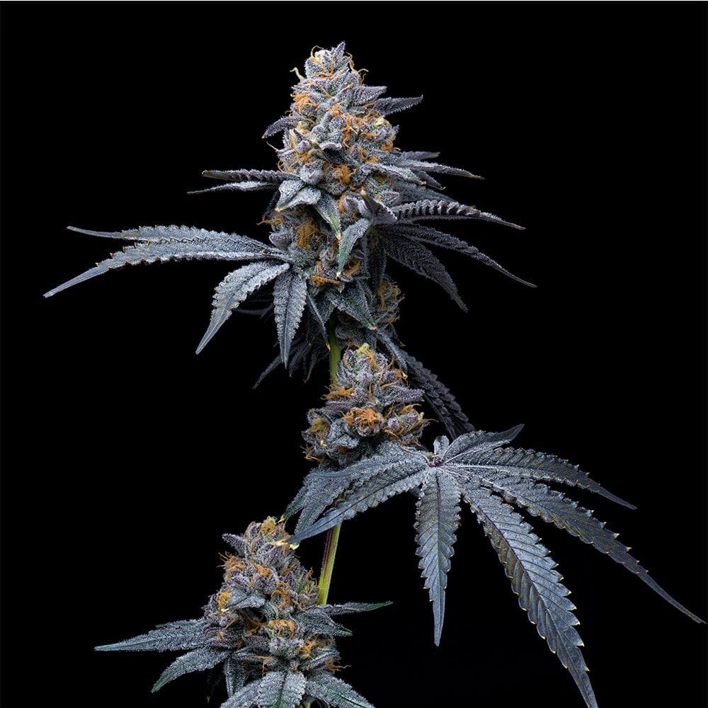 Tropicana Cookies x Hollywood cannabis – image 1 – Seed City