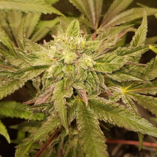 Tropicanna Punch by Oni Seed Co – Indoor – Regular – 12/12 Photoperiod – image 2 – Seed City