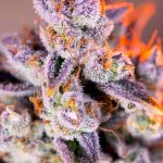 Creative – Mostly Indica – Mango – Tropicanna Poison XL Auto strain – image 1 – from Sweet Seeds via Seed City