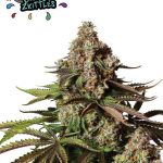 Turbo Zkittles cannabis seeds – Guaranteed female plants – Mostly Indica – Relaxing – image 1 from Seed City