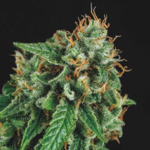 Tutankhamon x Gorilla Glue LIMITED EDITION Gold Line