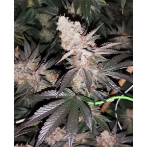 Tutti Candy by Zmoothiez Seeds – Indica Dominant – Suited for indoor growing – Sweet – image 1 – Seed City