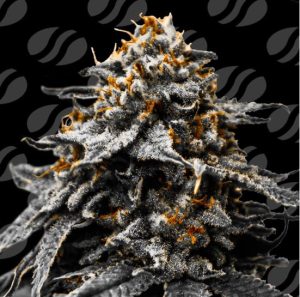 Twilight Zlush Auto by Original Sensible Seeds – Auto-Flowering – Earthy – Indica Dominant – image 1 – Seed City