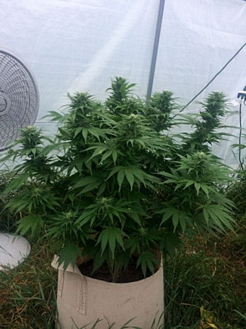 KLUCZ DO Banana Kush Nasiona konopi IBL – początek października – Banana – Relaksujące – zdjęcie 2 z Seed City