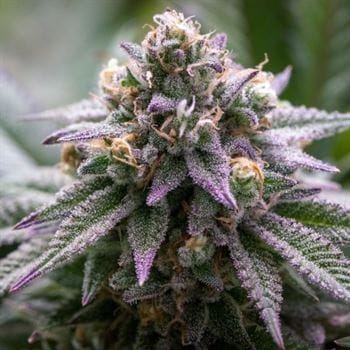 Ultra Violet GMO cannabis seeds – Outdoor cultivation – Sweet – Beginning of October – image 2 from Seed City