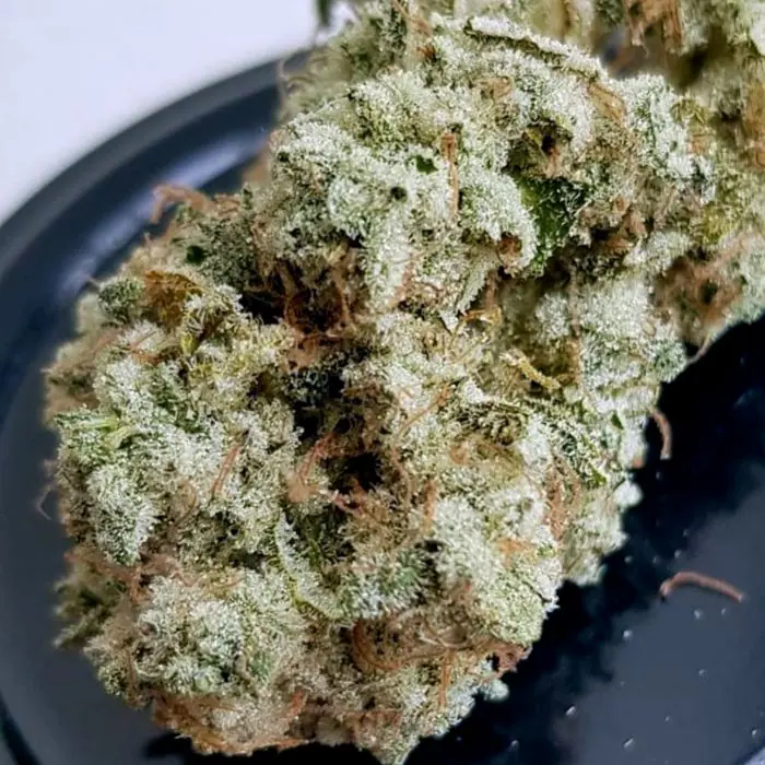 Sementes de cannabis Ultra Glue – Fotoperíodo 12/12 – Female seeds – Adequado para cultivo em ambientes internos – imagem 1 de Seed City