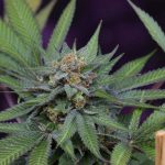 Uva cannabis seeds – Regular – Grape – 12/12 Photoperiod – image 1 from Seed City