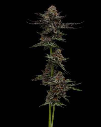 Vanilla Creme Pie cannabis seeds – Mostly Indica – 12/12 Photoperiod – Guaranteed female plants – image 2 from Seed City