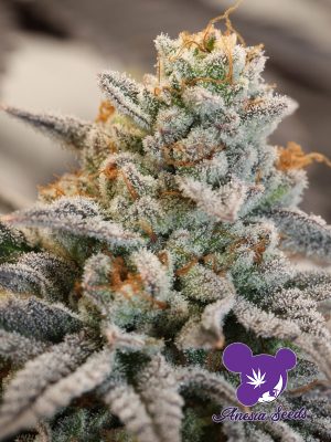 Vanilla Frosting cannabis seeds – Stress Relief – 12/12 Photoperiod – Mostly Sativa – image 1 from Seed City