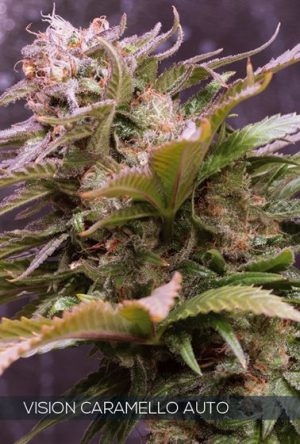 Vision Caramello Auto from Vision Seeds