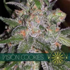 12/12 Photoperiod – Female seeds – Berry – Vision Cookies strain – image 1 – from Vision Seeds via Seed City
