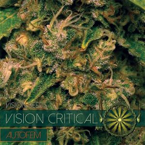 Image 1 of Vision Critical Auto cannabis by Vision Seeds – Indoor – Auto-Flowering – Feminized – Seed City