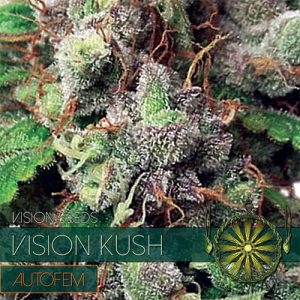 Vision Kush Auto cannabis seeds – Outdoor cultivation – Couch Lock – Tall (140cm plus) – image 1 from Seed City