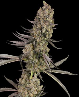 Vlad the Inhaler from White Label Seeds