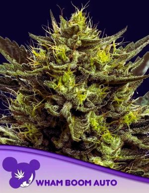 WHAM BOOM Auto by Anesia Seeds – Auto-Flowering – Super Strength – Short (up to 80cm) – image 1 – Seed City