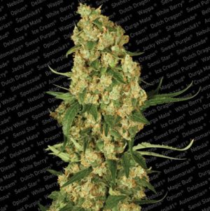 12/12 Photoperiod – Mostly Indica – Indoor-friendly – Wappa strain – image 1 – from Paradise Seeds via Seed City
