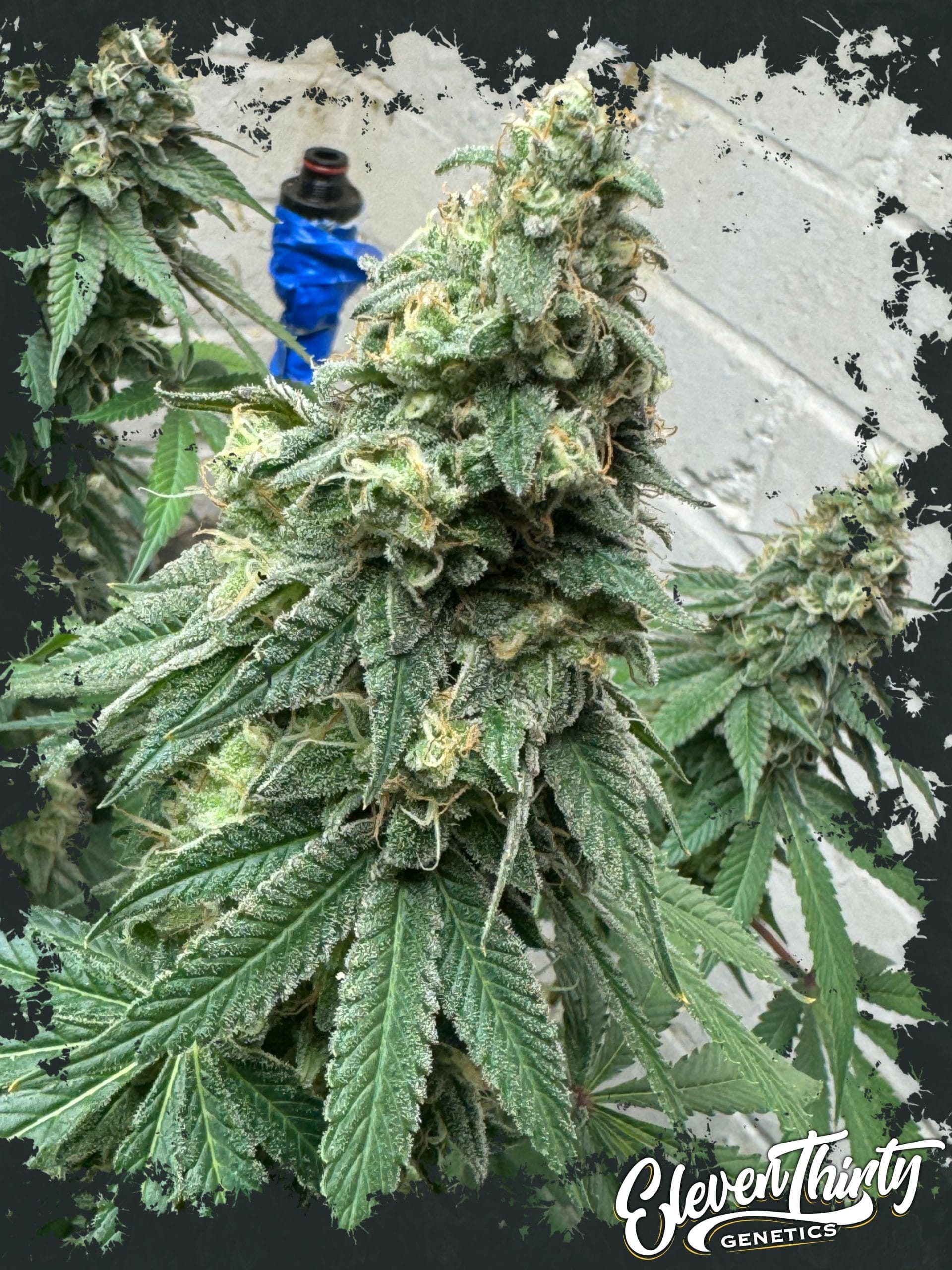 WarHeadz by ElevenThirty Genetics – Guaranteed female plants – The End of October – Couch Lock – image 1 – Seed City
