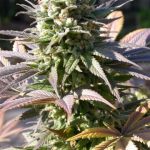Warlock by Serious Seeds – Outdoor cultivation – Indica-heavy – 12/12 Photoperiod – image 2 – Seed City
