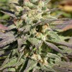 Warlock by Serious Seeds – Guaranteed female plants – 12/12 Photoperiod – Indica-heavy – image 3 – Seed City