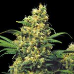 Image 1 of Warlock cannabis by Serious Seeds – Beginning of November – Sour – Indica-heavy – Seed City