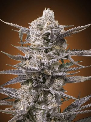 Watermelon OG cannabis seeds – Super Strength – 12/12 Photoperiod – Fruity – image 1 from Seed City