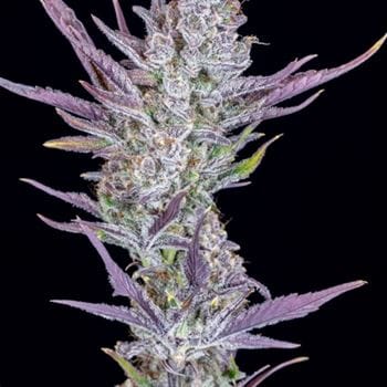 Indica-heavy – Relaxing – Vanilla – Wedding Glue Auto strain – image 2 – from FastBuds via Seed City