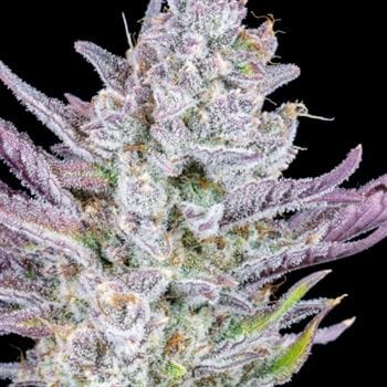 Wedding Glue Auto by FastBuds – Vanilla – Super Strength – Indica-heavy – image 3 – Seed City