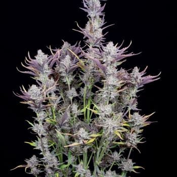 Wedding Glue Auto by FastBuds – Auto-Flowering – Indica-heavy – Relaxing – image 4 – Seed City