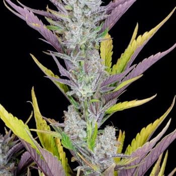 Vanilla – Good for outdoor grow – Feminized – Wedding Glue Auto strain – image 5 – from FastBuds via Seed City