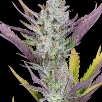 Auto-Flowering – Good for outdoor grow – Relaxing – Wedding Glue Auto strain – image 6 – from FastBuds via Seed City