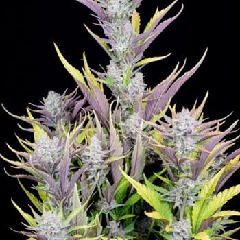 Wedding Glue Auto from FastBuds