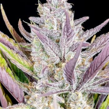 showing Feminized – Relaxing – Super Strength – image 7 – Seed City