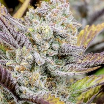 Wedding Glue Auto from FastBuds